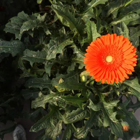 An orange flower grows in a greenhouse