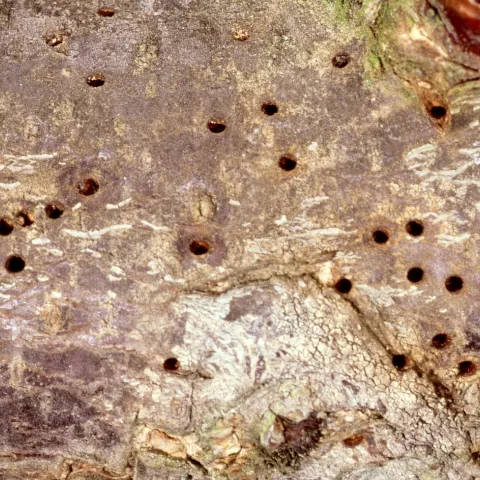 Multiple holes (shotholes) in bark of limb
