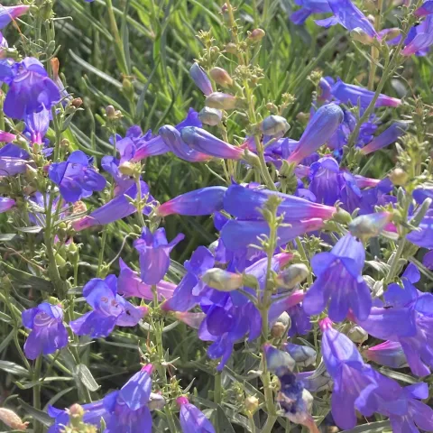 Foothill Penstemon in bloom.