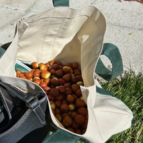 jujube fruits in a sack
