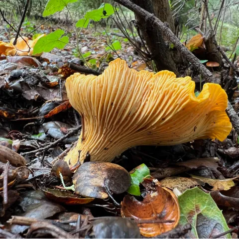 Mycorrhizal Fungi Chanterelle
