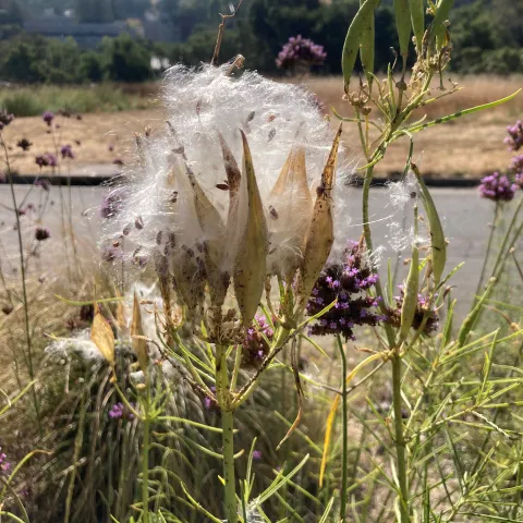 Narrow leaf milkweed, asclepias fascicularis