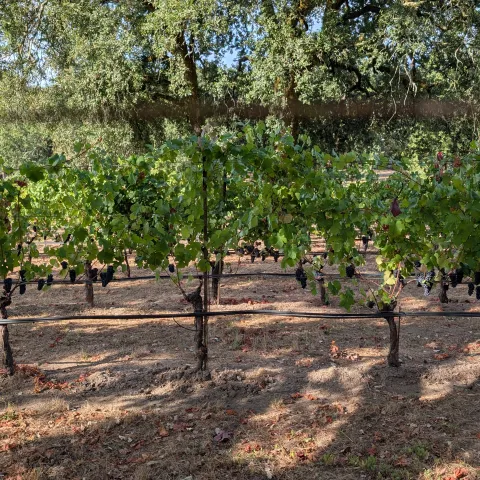 vineyard irrigation