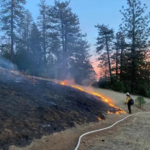 A prescribed fire lighter watches low flame move across a grassy slope with large trees in the background