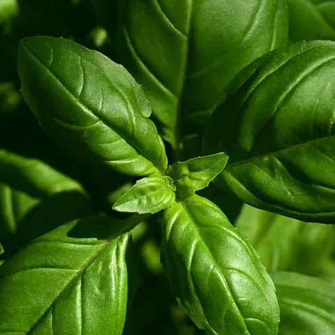 Culinary Herbs - How to plant, grow and harvest