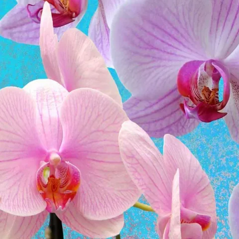 Orchids 101