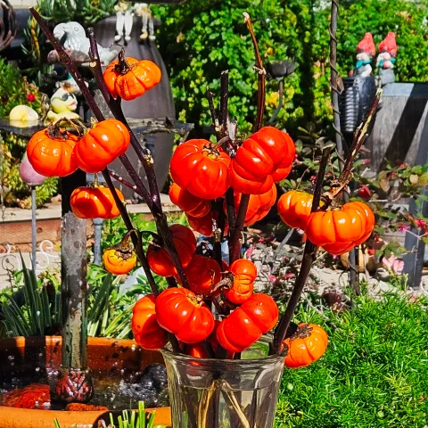 ornamental eggplant that resemble orange pumpkins on sticks