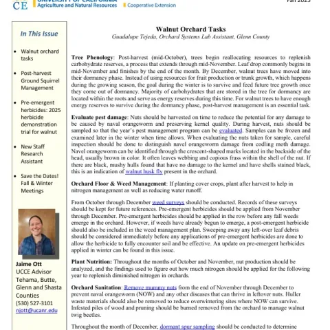 Sac Valley Walnut Fall 25