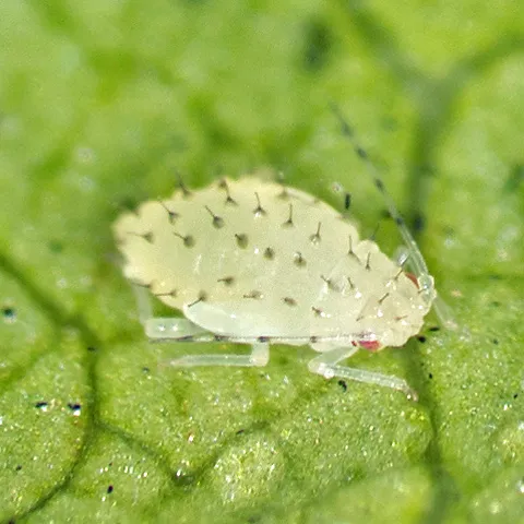 white insect with dark protrusions all over it's body