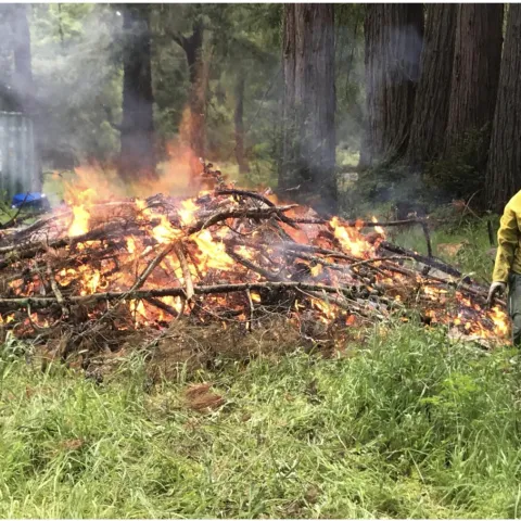Photo of a burn pile