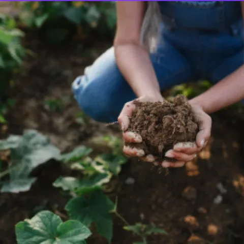 person squatting in a garden showing the loamy soil there