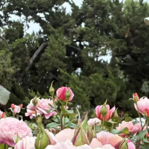 Stephen Reid es un horticultor profesional