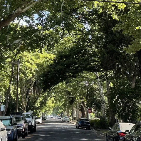 Street trees