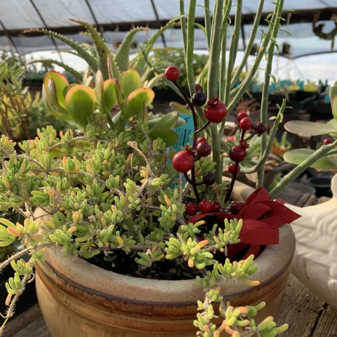 Succulent arrangement