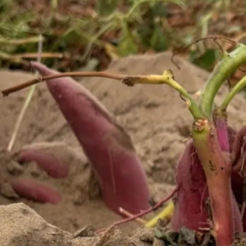 Sweetpotatos in Merced County