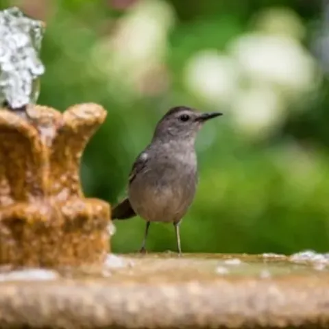 bird at birdbath