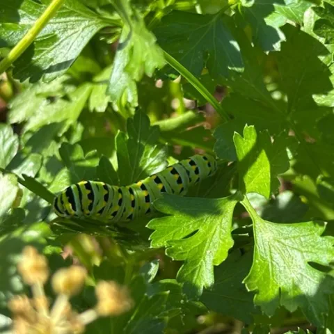 caterpillar on leaves of parsley