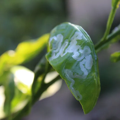 Close up of a citrus leaf infested with leaf miners.