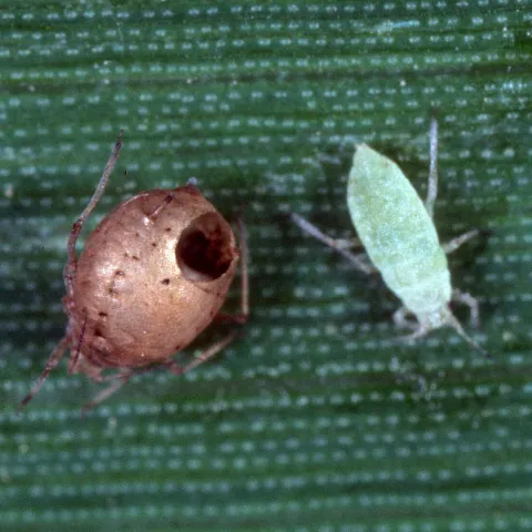 Three small aphid insects on a green leaf. Two of the aphids are dead from parasitization: these appear brown and swollen, and one of them has a hole on its body. The third aphid is alive and green.