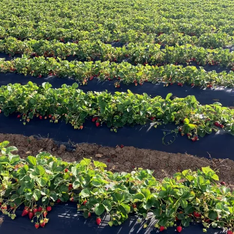 strawberry bed rows