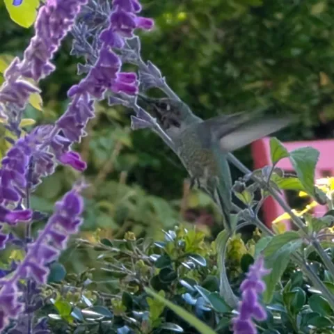 Month by month garden tips for Sonoma County