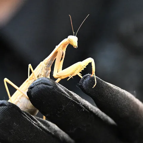 European praying mantis at the Vacavillel Museum Courtyard.