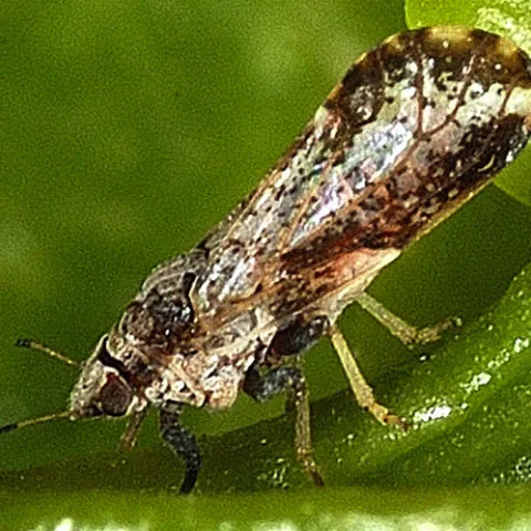 Asian citrus psyllid (Wikipedia photo)