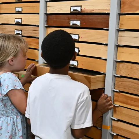 Bug enthusiasts pull out the insect specimen drawers at the Bohart Museum of Entomology open house.