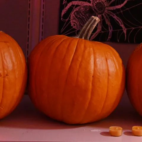 Halloween Pumpkins, Entomology Style