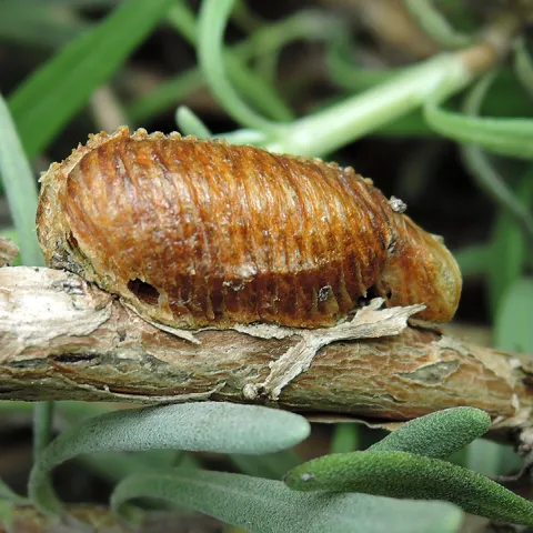An ootheca in a Vacaville yard. (Photo by Kathy Keatley Garvey)