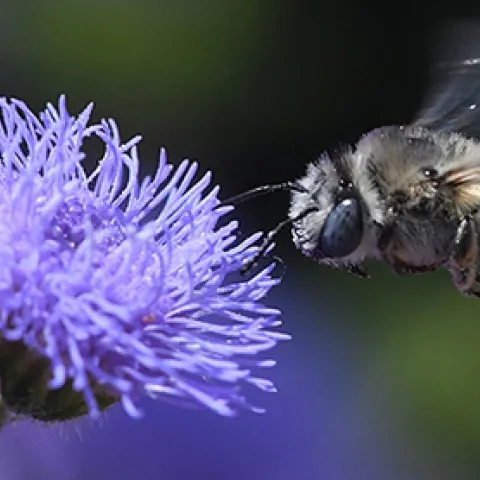  Anthophora urbana on Ageratum houstonianum 'Blue Horizon' (Photo by Kathy Keatley Garvey)