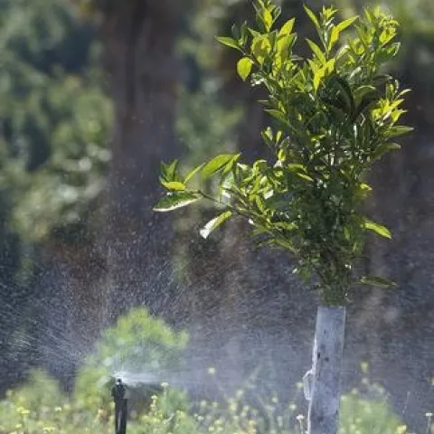 Irrigating citrus