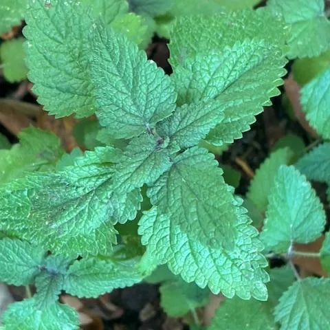 Lemon Balm