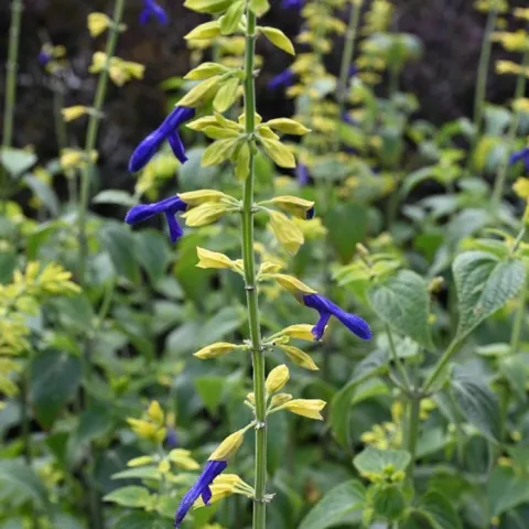 dark purple flowers surrounded by lime colored caylexes on salvia limelight