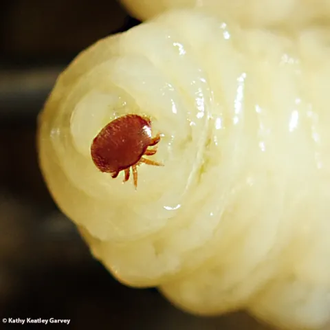 Varroa mite on drone bee pupa. (Photo by Kathy Keatley Garvey)