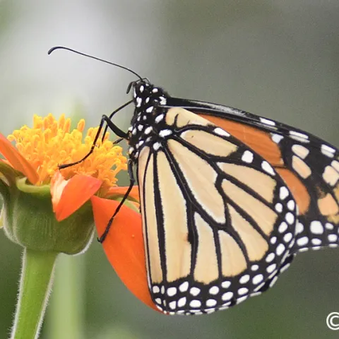 Monarch butterfly on Tithonia. (Photo by Kathy Keatley Garvey)