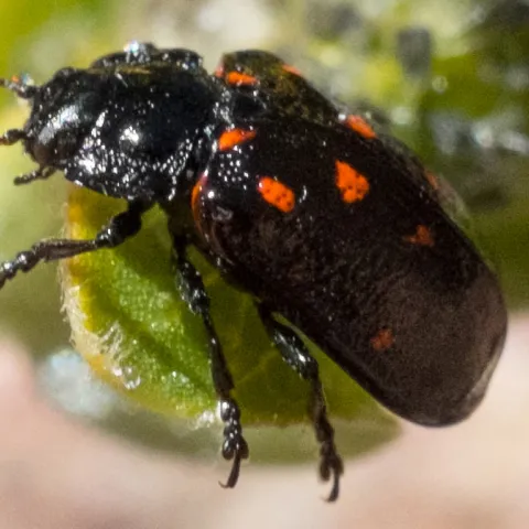 This is the Montana leaf beetle, Chrysomela aeneicollis, that Professor Nathan Rank of Sonoma State University studies. It is feeding on Salix orestera, a species of willow known by the common name Sierra willow, or gray-leafed Sierra willow. This image was July 2, 2009 at Bull Lake in the Bishop Creek drainage of California. (Image courtesy of Wikipedia)