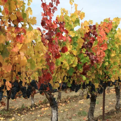 pevine red blotch virus