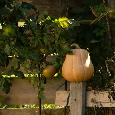 pumpkin sitting on a fence post with vines behind it