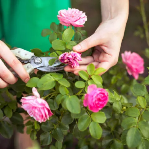 pruning roses