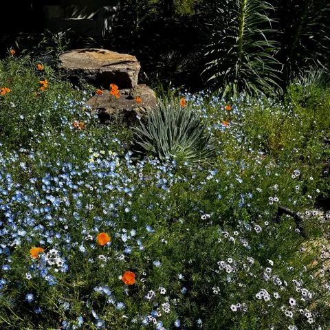 Natives in the landscape
