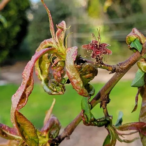 Peach leaf curl on peach tree. J. Alosi