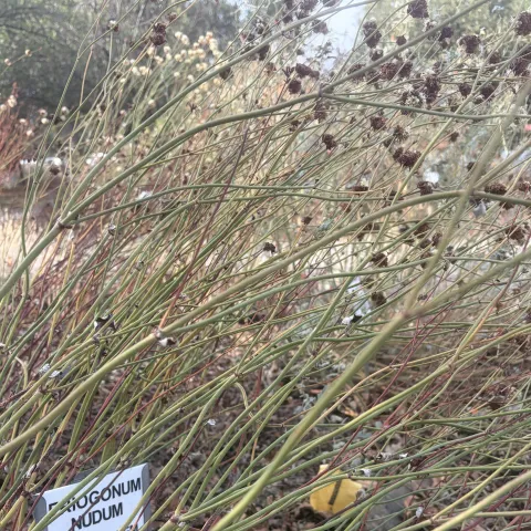 Naked stem buckwheat gone to seed in California Native Garden. Anne Ryder