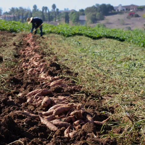 A man digs up sweet potatoes from a field