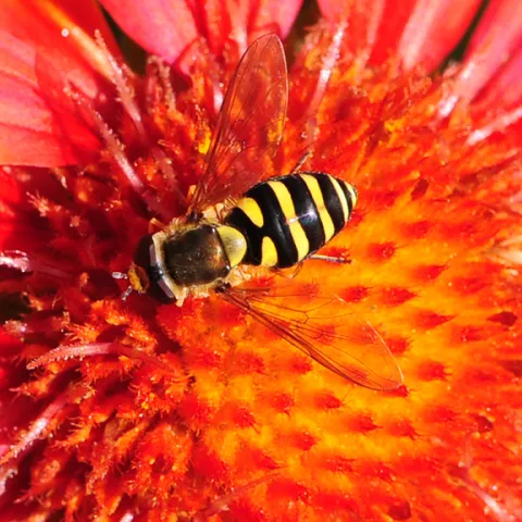A syrphid fly on a Gaillardia. (Photo by Kathy Keatley Garvey)