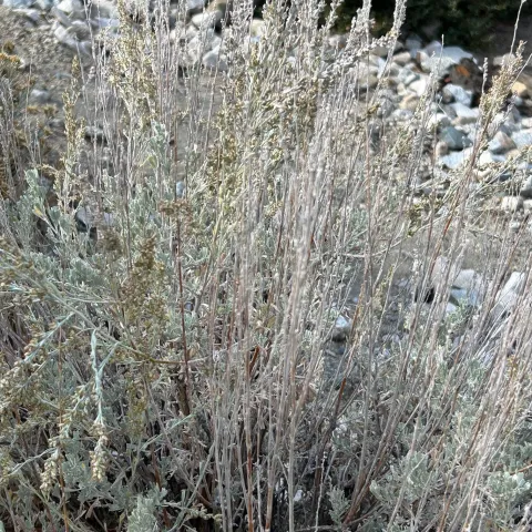 grey leaves of the big sagebrush
