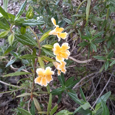 CA Natives_monkey flower_carol peck