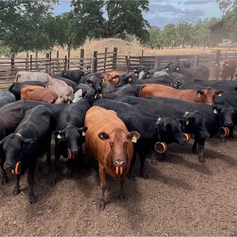 Black cows and brown cows in a pen