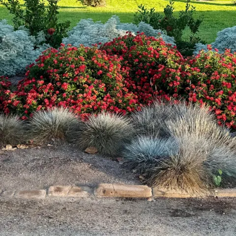 Heat tolerant garden