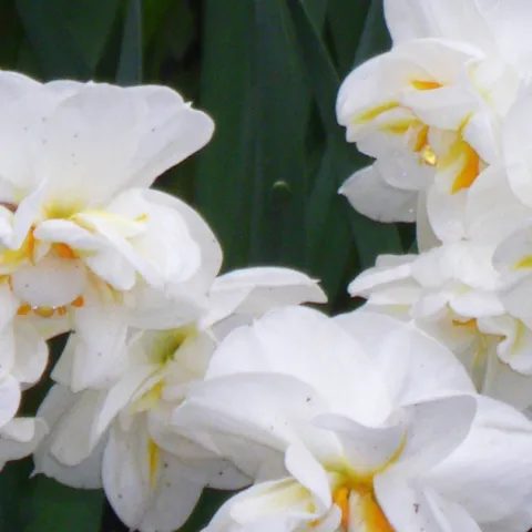 Paper whites narcissus